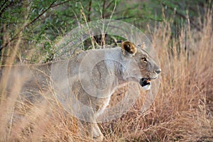 Lone female Lion Panthera leo on the prowl at Pilanesberg National Park, South Africa
