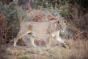 Lone female Lion Panthera leo prowling in the Pilanesberg National Park, South Africa
