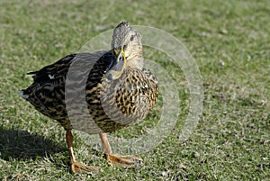 Lone Female Mallard Duck Basking in the Sun