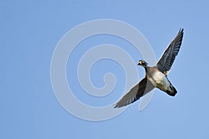 Lone Female Wood Duck Flying in a Blue Sky