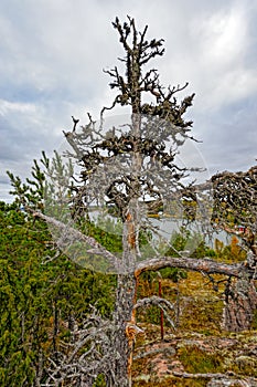 Lone fir tree at edge of the cliff