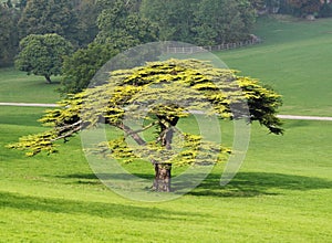 Lone Fir Tree in an English Park