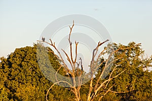 Lone fish eagle on a branch