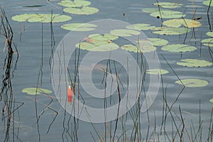 Single Orange Fishing Bobber in a Pond