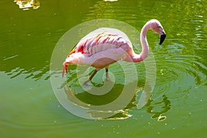 Lone Flamingo Walking In Green Water