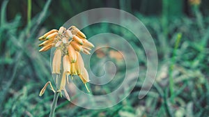 Lone flower drooping grass background