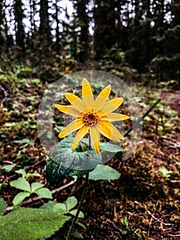 Lone Flower in the Forest
