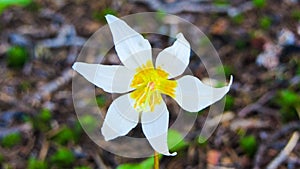 Lone White Avalanche Lily photo