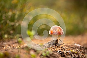 a lone fly agaric with a red spotted hat on a blurry forest background