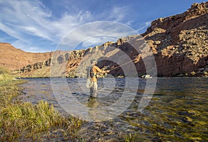 Lone Fly Fisher on the Colorado river near Lees Ferr, Arizona photo