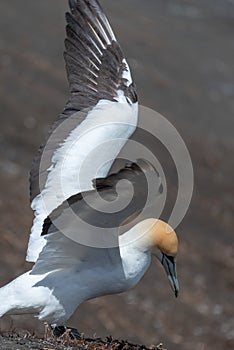 A lone gannet on the ground stretching its wings