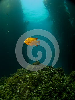 Lone Garibaldi on a Catalina Reef