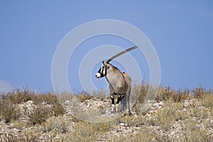 Lone Gemsbok