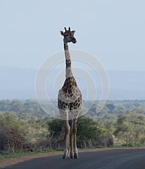 Lone Giraffe