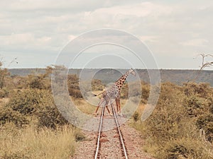 A lone giraffe crossing a rail line in Magadi, Rift Valley, Kenya