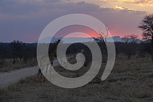 Lone Giraffe at Dawn