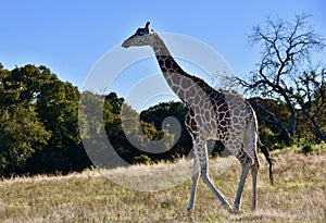 Lone Giraffe: Giraffa camelopardalis, Fossil Rim Wildlife Center