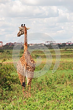 A lone giraffe at Nairobi National Park, Kenya