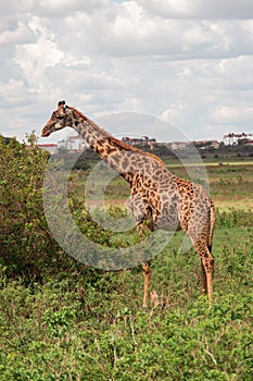 A lone giraffe at Nairobi National Park, Kenya