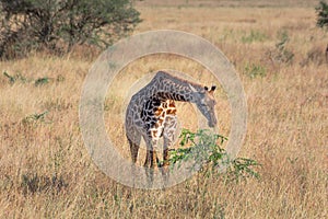 Lone giraffe in Serengeti National Park Tanzania. Travel and safari concept