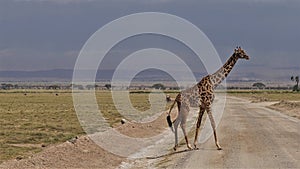 A lone giraffe slowly crosses a dirt road in the African savanna.