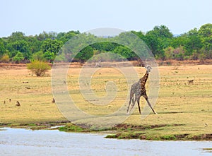 Lone Giraffe standing on the open plains in Kafunta with the luangwa riverbank in the distance with a blue clear sky, zambia