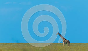 A lone Giraffe walking
