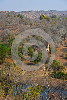 A lone giraffe in the wilderness