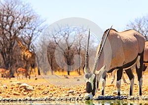 A lone giraffeGemsbok Oryx drinking from camp waterhole
