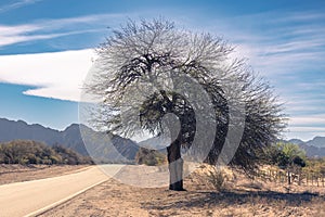 Lone, gnarled tree on Route 60