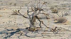 A lone gnarled tree stands in the center of a barren plain. Its branches are twisted and lifeless mirroring the desolate