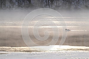 Golden eye duck on a frigid morning photo