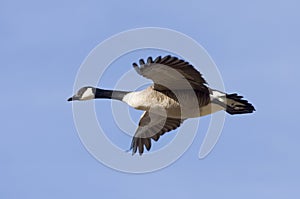 Lone Goose photo