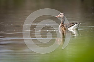 Lone goose floating on a calm river