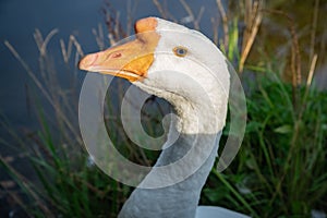 Lone goose with illuminated head