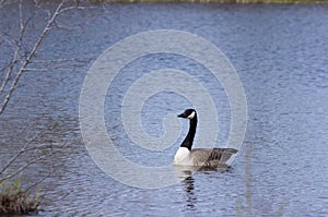 Lone goose