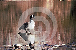 Lone goose standing in shallow water of the Boise river