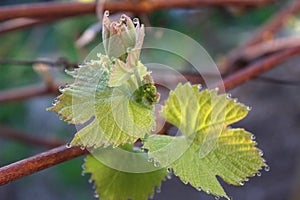 A lone grape branch with drops of dew