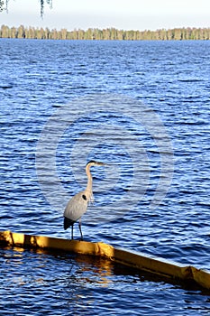 Lone Great blue heron (Ardea herodias) perched on retaining structure with forested horizon