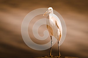 Lone Great Egret