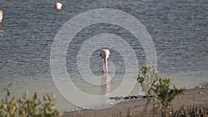 Lone Greater flamingo stomping the water for food in the shallow waters of the lake