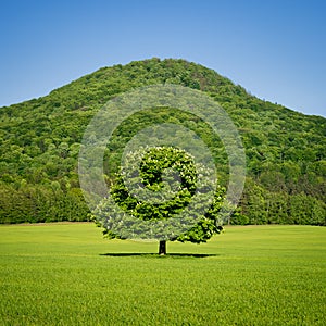 Lone green horse chestnut tree in spring