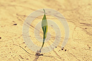 A lone green sprout broke from the grain on the parched soil.