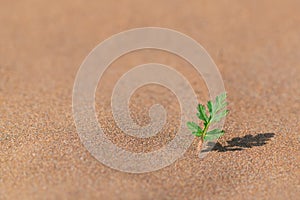 A lone green sprout survived in desert