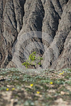 A lone green tree with a badlands background