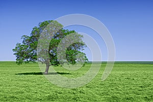 Lone green tree in nature