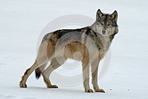 Lone Grey Wolf