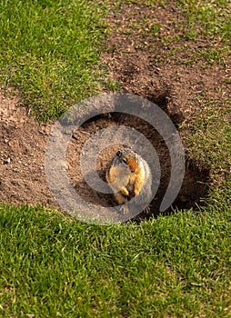 Lone Ground Squirrel In A Park Hole