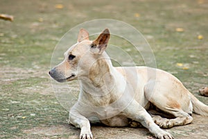 A lone guard dog watching for strangers