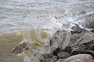 Lone gull and crashing wave along rocky Georgian Bay